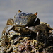 Estuarine Rock Crab - Photo (c) Nature Ali, some rights reserved (CC BY-NC-ND), uploaded by Nature Ali