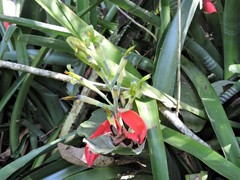 Billbergia amoena