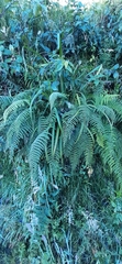 Dryopteris affinis
