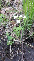 Cardamine prorepens