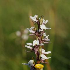 Prasophyllum suttonii