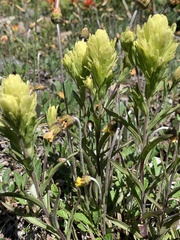 Castilleja lutescens