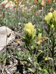 Castilleja lutescens