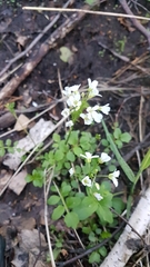 Cardamine prorepens