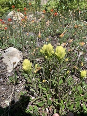 Castilleja lutescens