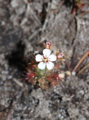 Drosera patens
