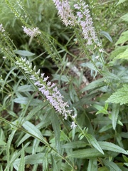 Veroniceae