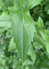 Phytomyza erigerophila