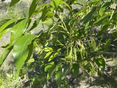Fraxinus pennsylvanica