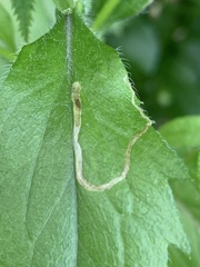 Phytomyza erigerophila