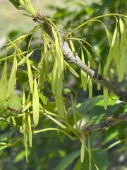 Fraxinus pennsylvanica