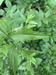 Phytomyza erigerophila