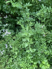 Phytomyza erigerophila