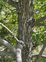Fraxinus pennsylvanica