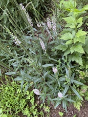 Veroniceae