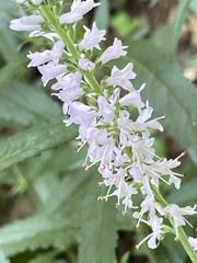 Veroniceae