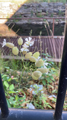 Silene vulgaris