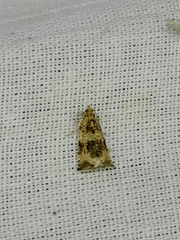 Syricoris