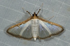 Cydalima pfeifferae