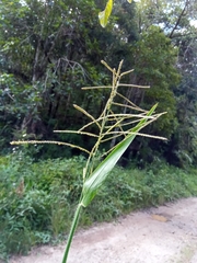 Paspalum paniculatum image