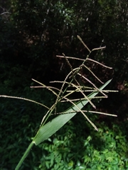 Paspalum paniculatum image