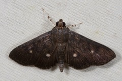 Nosophora