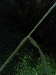 Paspalum paniculatum image