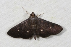 Nosophora