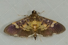 Uresiphita quinquigera
