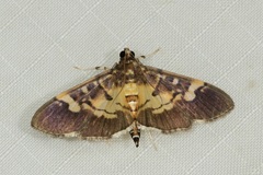 Uresiphita quinquigera