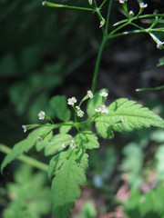 Osmorhiza depauperata