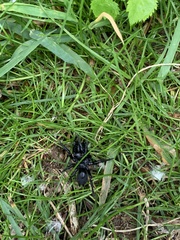 Sphodros niger