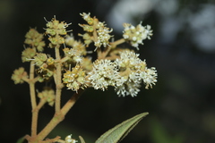 Miconia cataractae