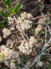 Ceanothus fendleri