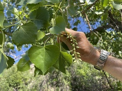 Populus deltoides
