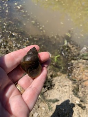 Heterogen japonica