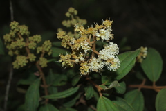 Miconia cataractae