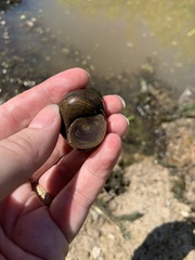 Heterogen japonica