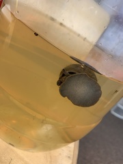 Heterogen japonica