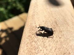 Sphenophorus cicatristriatus