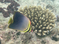 Chaetodon baronessa