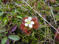 Drosera ramellosa