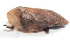 Lepyronia angulifera