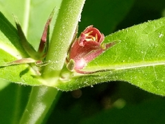 Triosteum perfoliatum