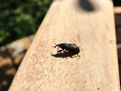 Sphenophorus cicatristriatus