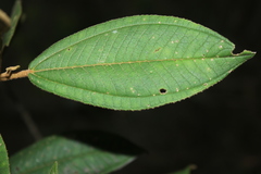 Miconia cataractae