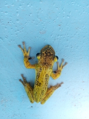 Triprion spatulatus