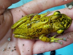 Triprion spatulatus