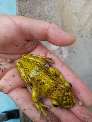 Triprion spatulatus