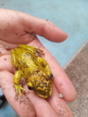 Triprion spatulatus